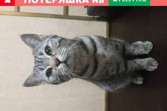 Найдена кошка в Богородске