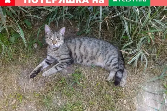 Пропала кошка в Медыни, ул. Урицкого-зап., д.1-б.