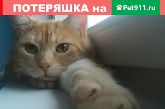 Пропал кот в Мурманске, Ленина 20