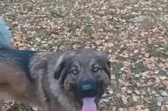 Пропала собака Мира в Ларинской деревне, Московская область