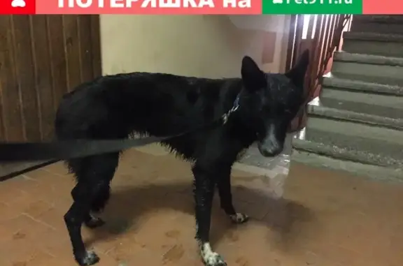 Найдена собака в Петергофе, улица Дашкевича, 6