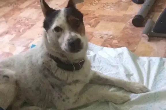 Найдена собака в посёлке Совхоз Волгарь, Самара