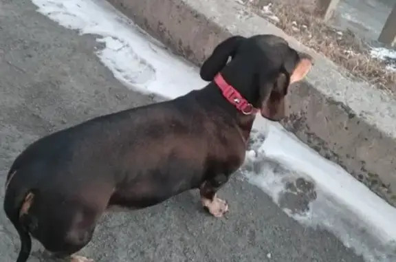 Собака Такса найдена во Владивостоке