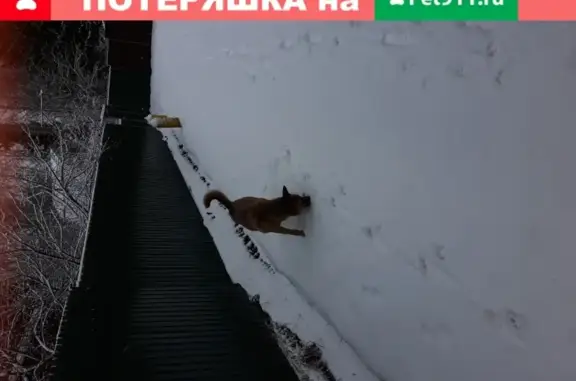 Найдена рыжая собака на МКАДе, очень ласковая