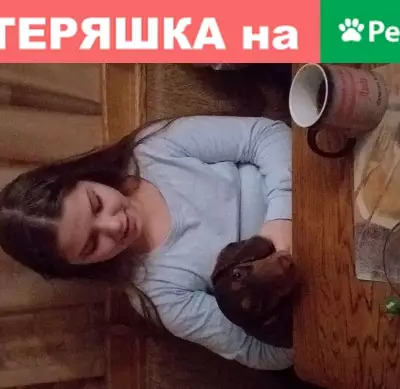 Собаки потеряшки, Краснодар, фото: Потеряшка такса Марта на ул. Костылева 162, Краснодар