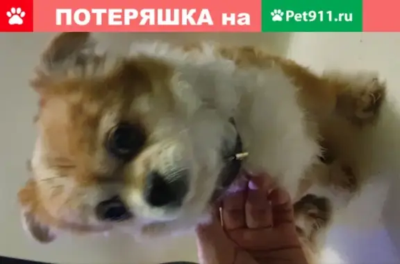 Собака найдена на шоссе у д. Духанино, Московская область