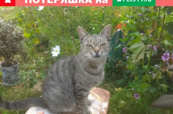 Пропала кошка в Медыни, ул. Урицкого-зап., 1Б