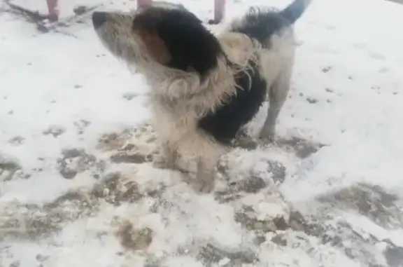 Собака найдена на станции Фрязево, с ошейником.