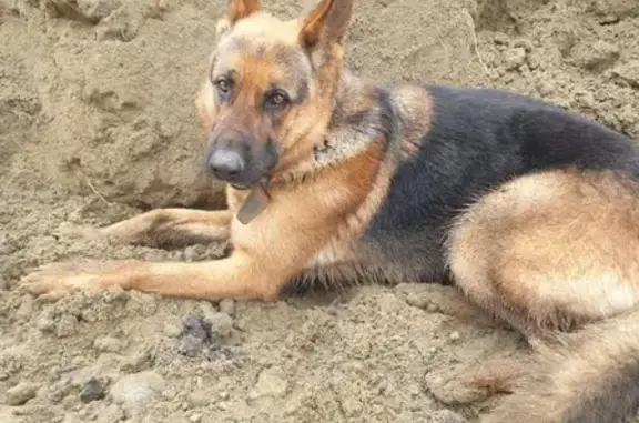Собака найдена в посёлке Индустриальный, Краснодар.