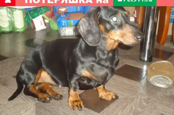 Собака такса найдена в Ярославле на M-8.