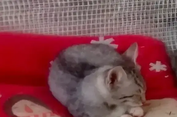 Кошки потеряшки, Анапа, фото: Потеряшка кошка на Лермонтова 116, Анапа