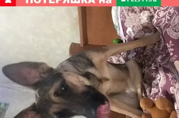 Пропала собака Ася в Макарово, Московская область