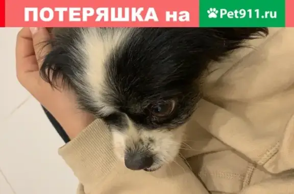 Найдена собака в Ростове-на-Дону, ищем хозяина!
