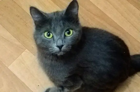 Найдена кошка в микрорайоне Флегонтова, Хабаровск
