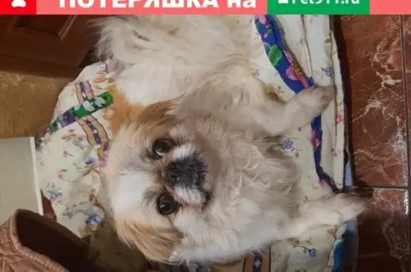 Собака Пекинес найдена в Феодосии, Крым.