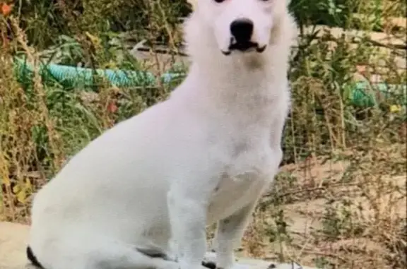 Собаки потеряшки, , фото: Потеряшка собака в районе Медгородка, Казань