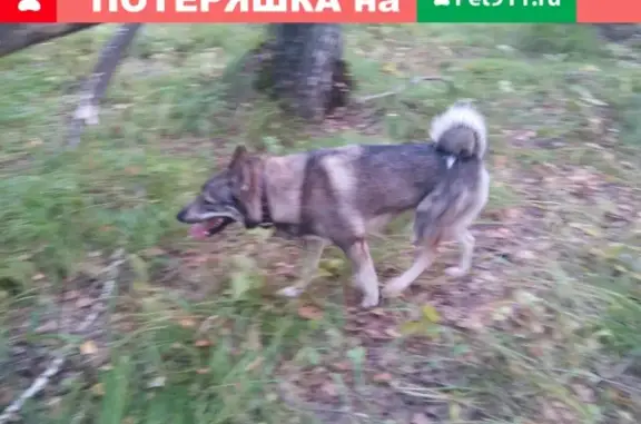 Пропала собака Дик на улице Прудской, Новоалтайск
