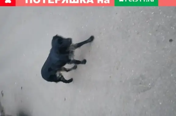 Найдена породистая собака на улице Пушкинская в Пятигорске