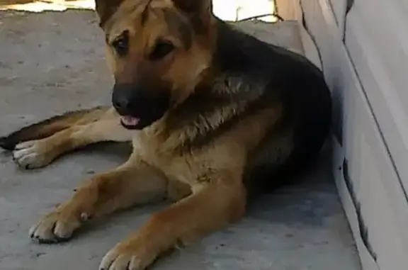 Пропала собака Гранд в Юдино, Казань