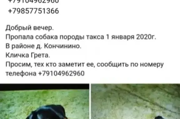 Пропала собака в д. Кончинино, Московская обл.