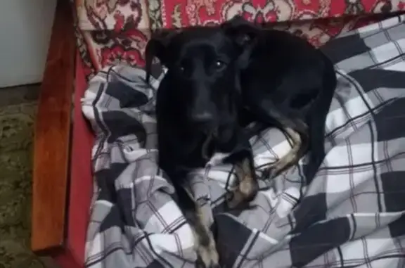Найдена собака на ул. Рождественской в Нижнем Новгороде