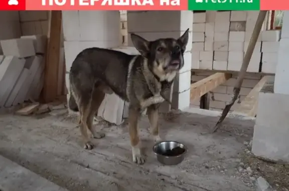 Найдена собака в Марушкино, боится выстрелов