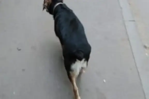 Пропала собака Марта на улице Зорге, Казань