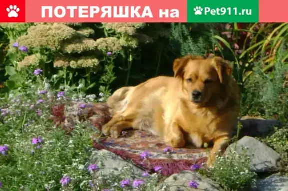 Собаки потеряшки, Курск, фото: Потеряшка собака Джулия на ул. Энергетиков, 11-Б, Курск.