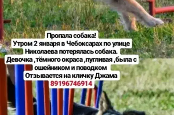 Пропала собака на ул. Николаева, Чебоксары