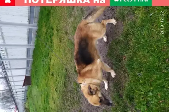 Собаки потеряшки, Калининград, фото: Потеряшка восточно-европейская овчарка 