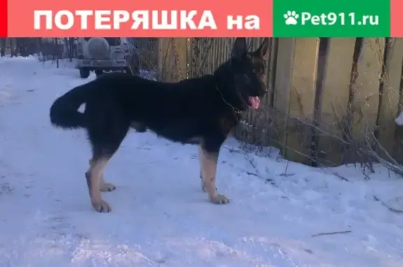 Пропала собака в Лукино, Нижегородская область