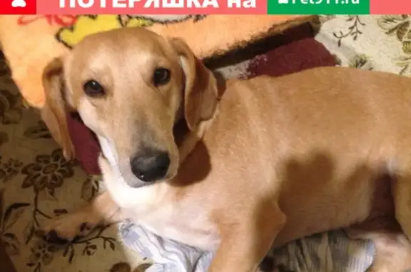 Собаки потеряшки, Калининград, фото: Потеряшка собака Метис в Калининградской области