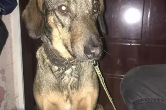 Найдена собака в Ростокино без адресника