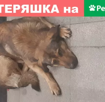 Собака найдена на Филёвской линии, метро Филёвский парк.