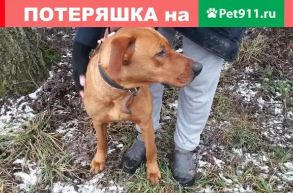 Найдена собака Охотничья Родизейский риджбек около Яропольца