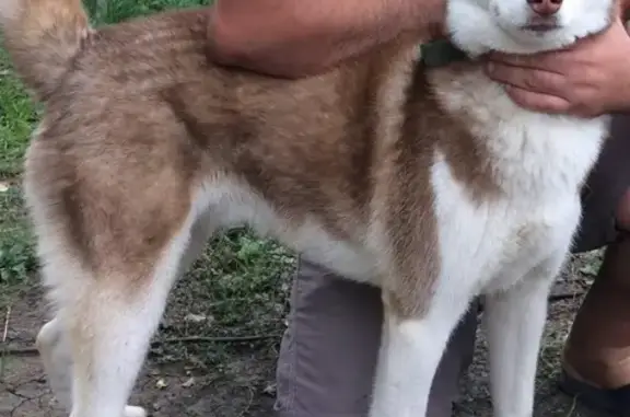 Пропала собака Никс в СНТ Краснодарсельмаш, Радужное.