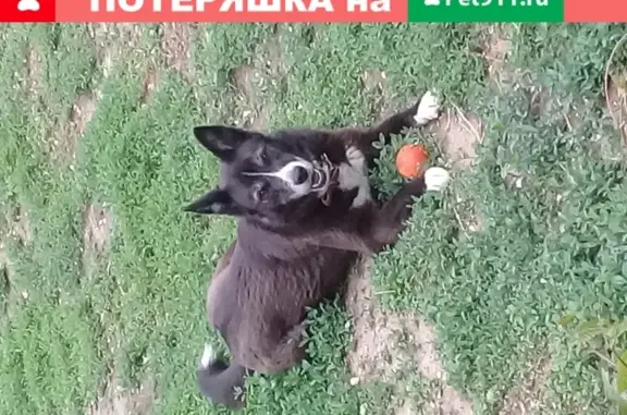 Собаки потеряшки, Астрахань, фото: Потеряшка собака Лайка в Астрахани, 4-я Сурепская улица