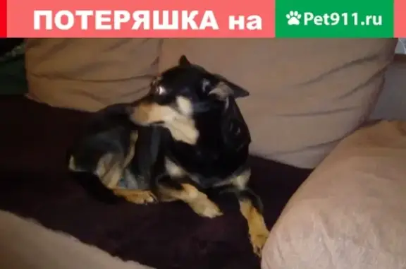 Найдена собака на пр. Металлургов, Красноярск