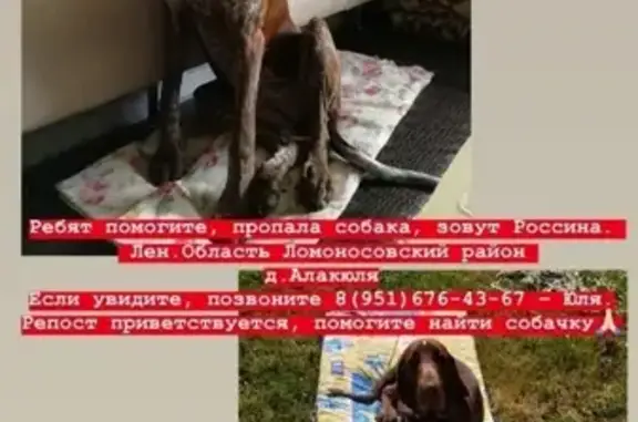 Пропала собака Итальянский Бракк в деревне Алакюля, Ленинградская область.