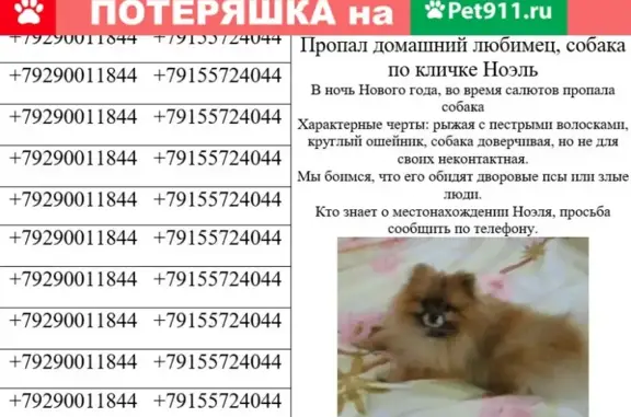Пропала собака в Бобраве, Белгородская область