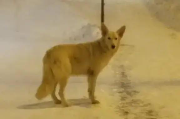 Найдена белая крупная собака на ул. Каюма Насыри