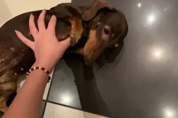 Собаки потеряшки, Воронеж, фото: Потеряшка собака Айда, Воронеж, бульвар Победы, 49.