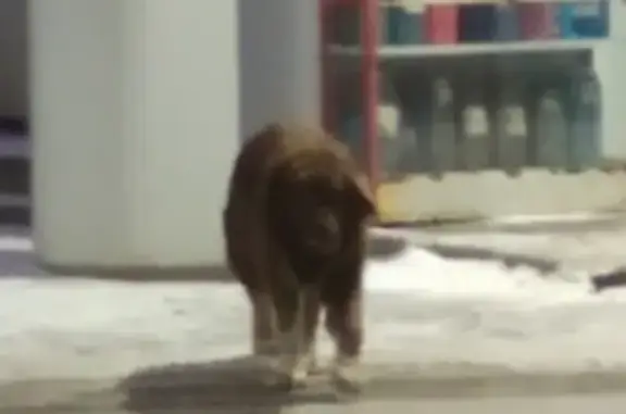 Умная собака ждет хозяина на АЗС в Серебрянке.
