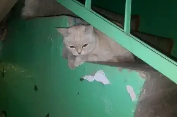 Найдена персиковая кошка на пр. Ворошилова 65
