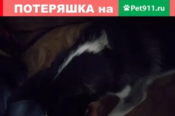 Собака найдена на Петрозоводской в Воронеже.