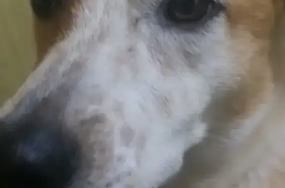 Пропал пес Тоби в Красноармейском районе, Волгоград.