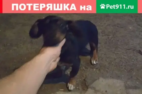 Найден щенок таксы на Украинской улице, Батайск