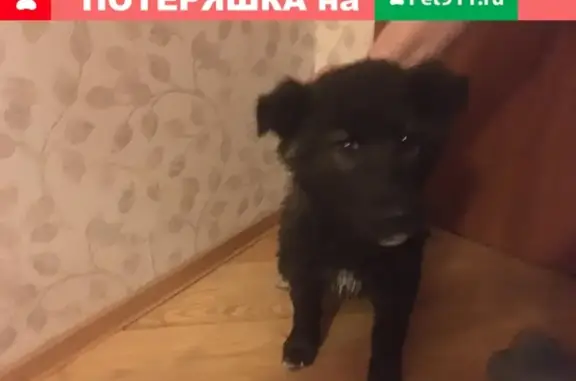 Найдена собака в Быково, Московская область
