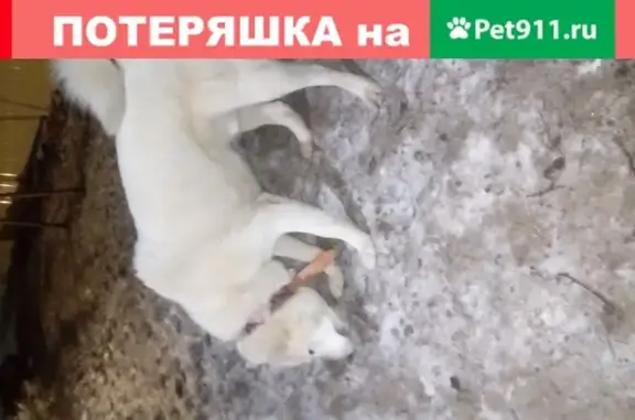 Найдена белая лайка в деревне Кукуевка