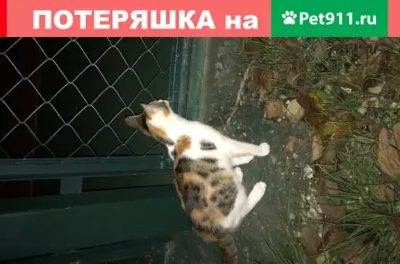 Пропала кошка в районе Океан, Севастополь.